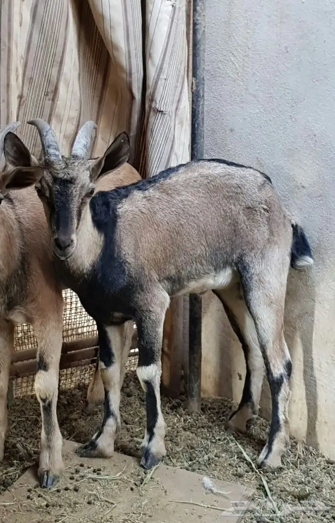 ولد وعل هجين