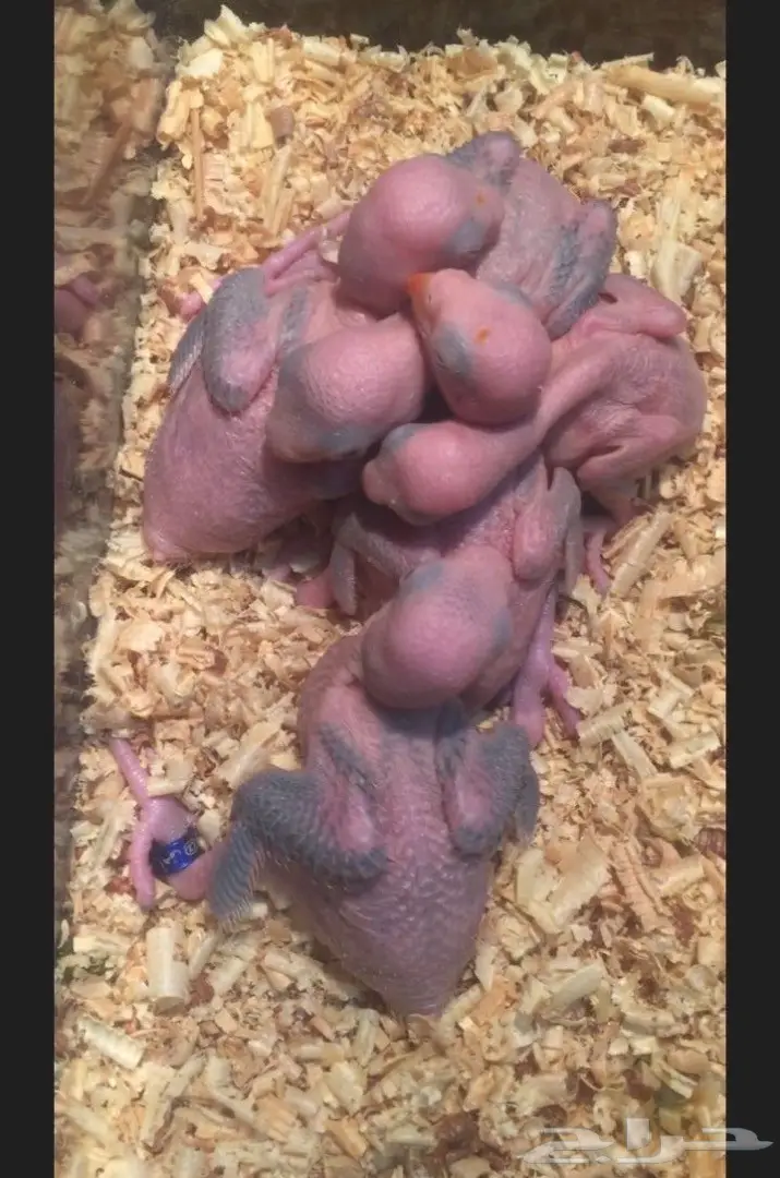 فروخ درة هولندي غر محجلين