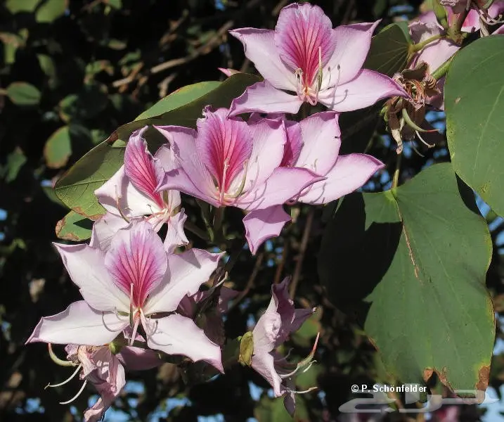 بذور خف الجمل لزراعة