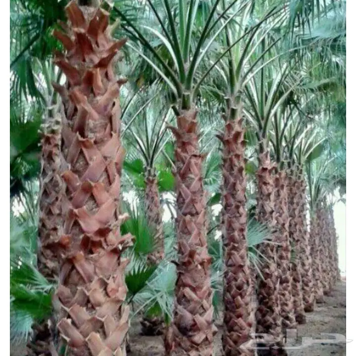 ابوزيدالتوريد جميع النوع النخيل (image 5)