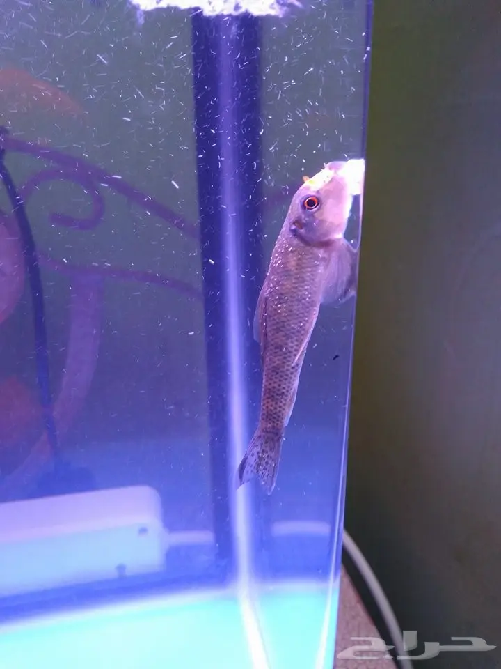 اسماك زينه للبيع (image 7)