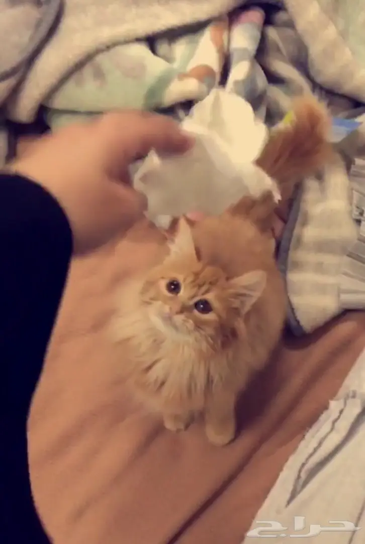 قطه شيرازيه صغيره ب 250 ريال  (image 1)