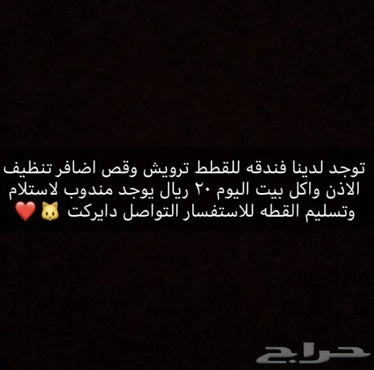 فندقه للقطط بجده 