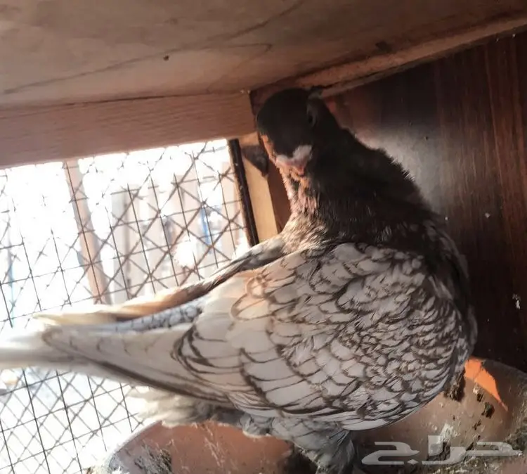 جوز فراشه دايلوت كاكى  (image 5)