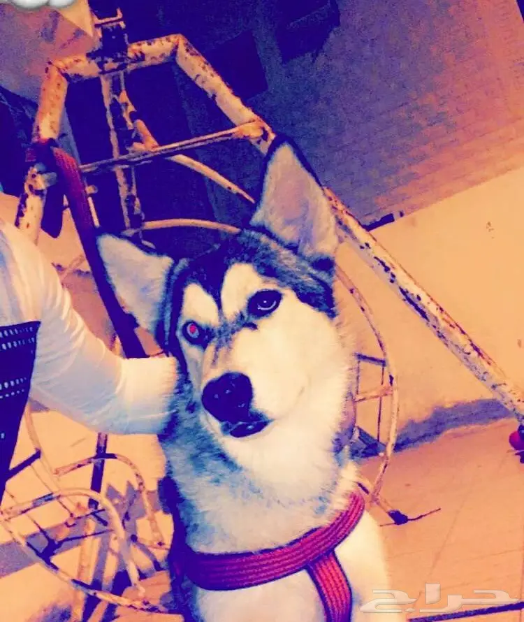 كلاب هاسكي للبيع  (image 5)