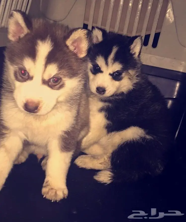 جراوي ألاسكا  (image 9)