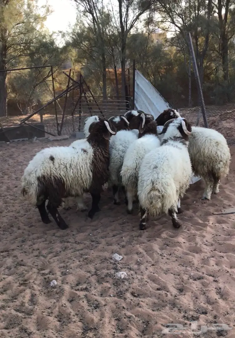 طليان نعيم جذعان (image 5)