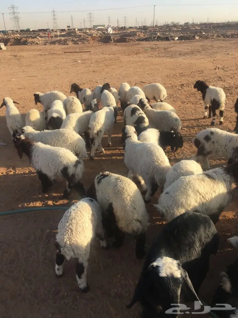 للبيع: خرفان ورخال عالية الجودة (image 4)
