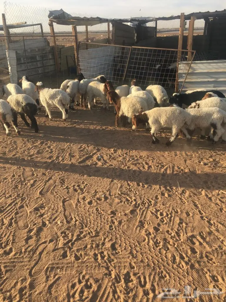 للبيع: خرفان ورخال عالية الجودة (image 6)