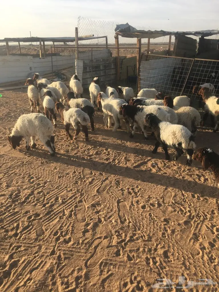 للبيع: خرفان ورخال عالية الجودة (image 9)