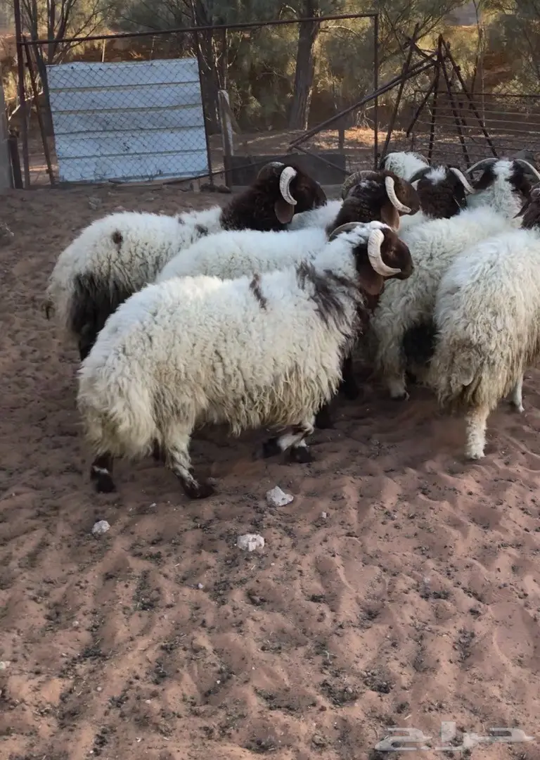 طليان نعيم جذعان (image 4)