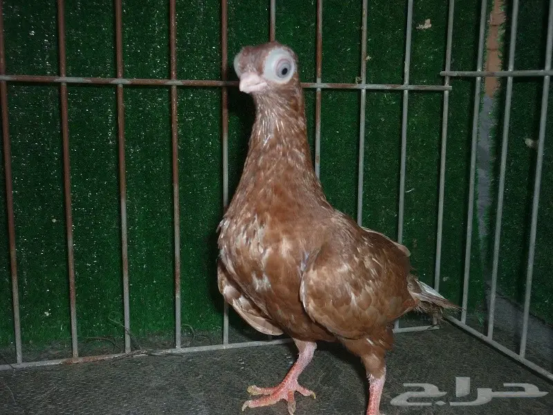 طبه كوري  (image 4)