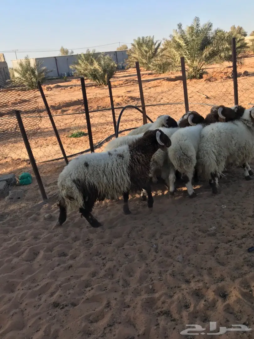 طليان نعيم جذعان (image 1)