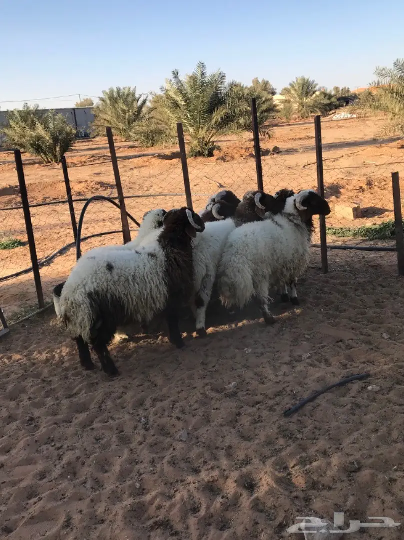 طليان نعيم جذعان (image 2)