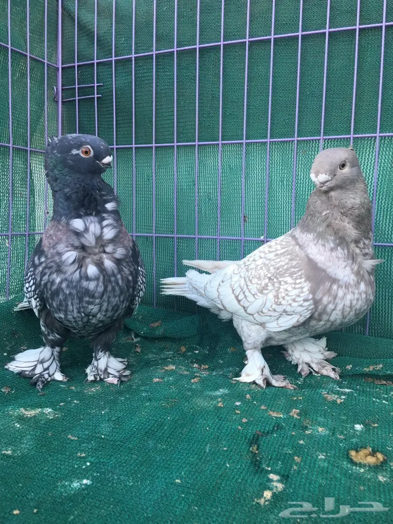 جوز فراشه (image 3)