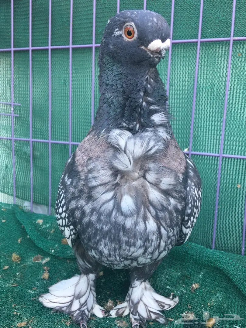 جوز فراشه (image 11)