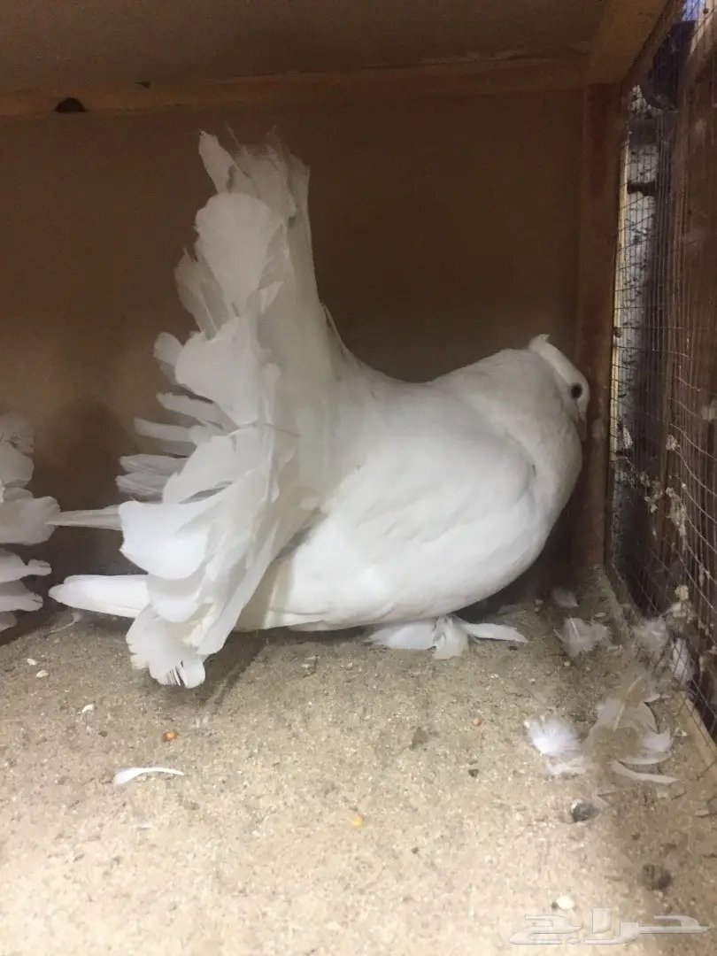 زوج شمسي امريكي معه فرخ (image 4)