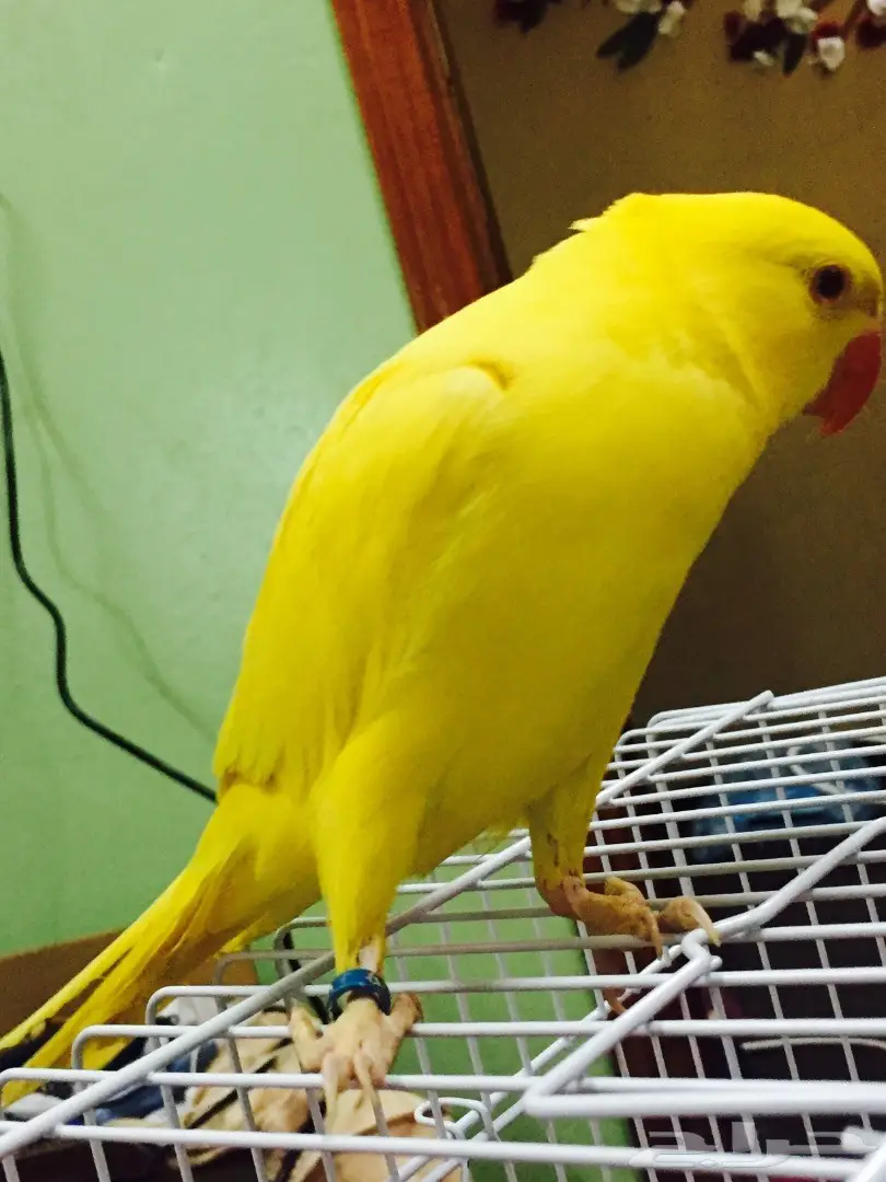 دره هولندي (image 1)