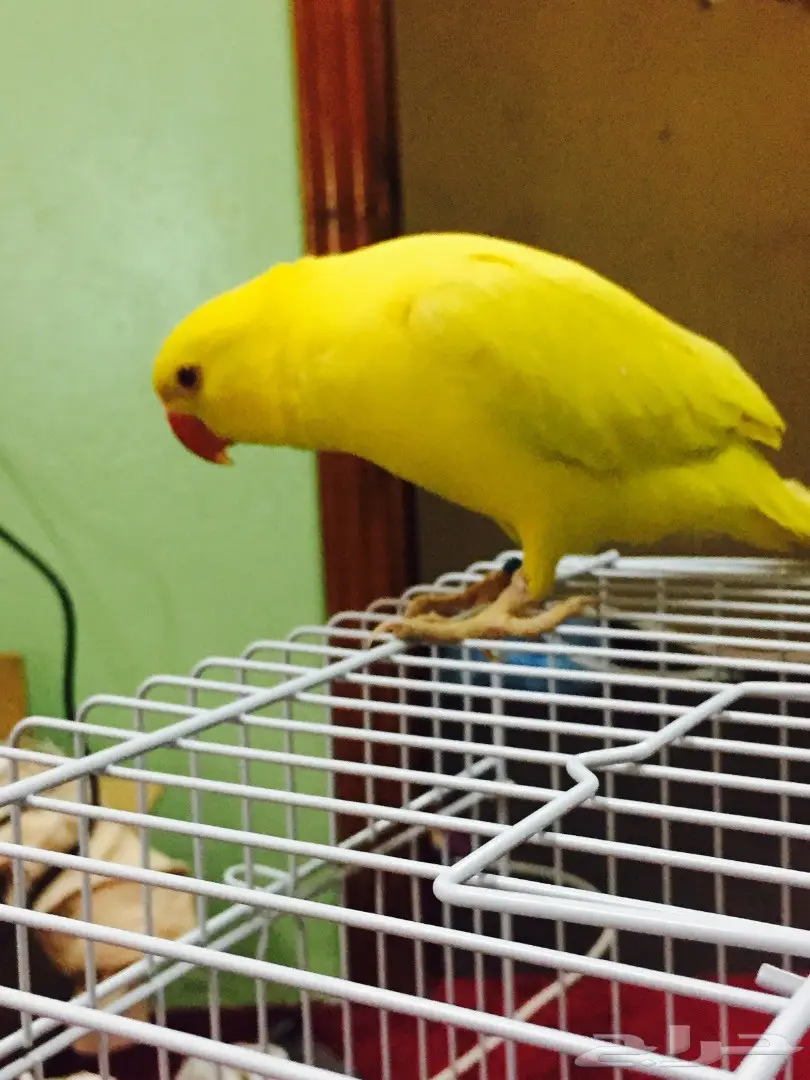 دره هولندي (image 2)