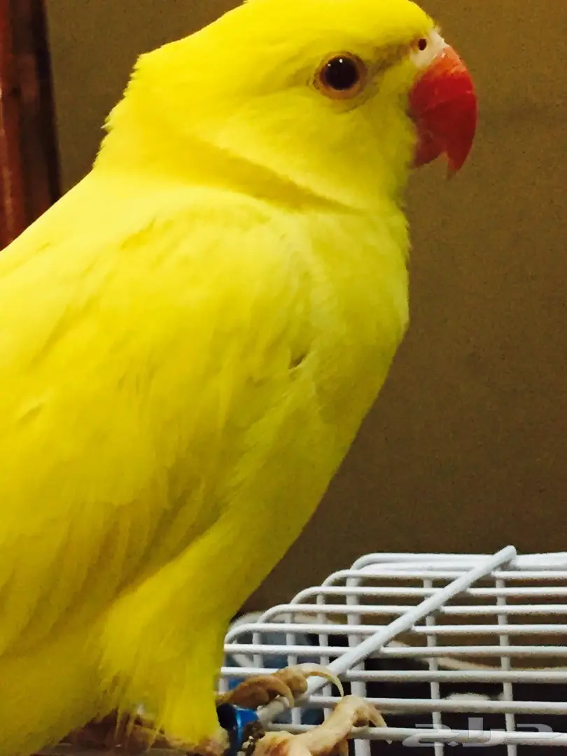 دره هولندي (image 3)