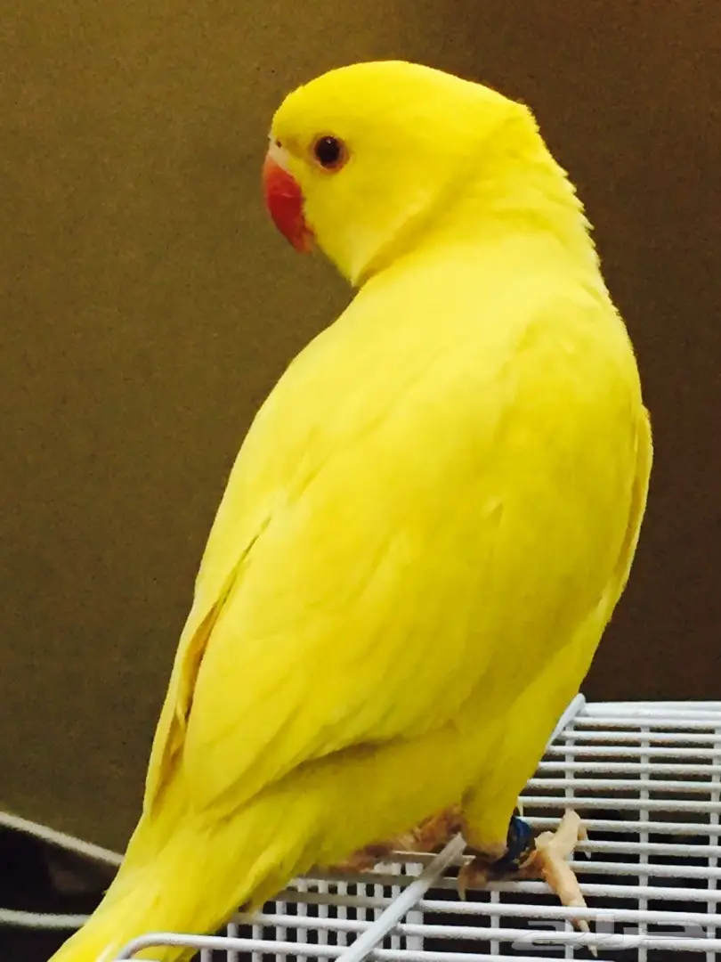 دره هولندي (image 4)