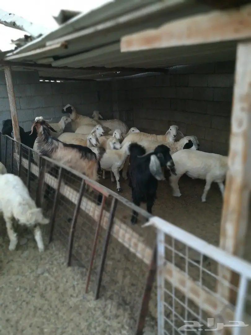 حنيذ مندي كوزي مديني 650 بالتوصيل (image 3)