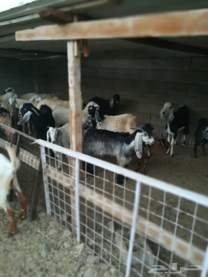 حنيذ مندي كوزي مديني 650 بالتوصيل (image 4)