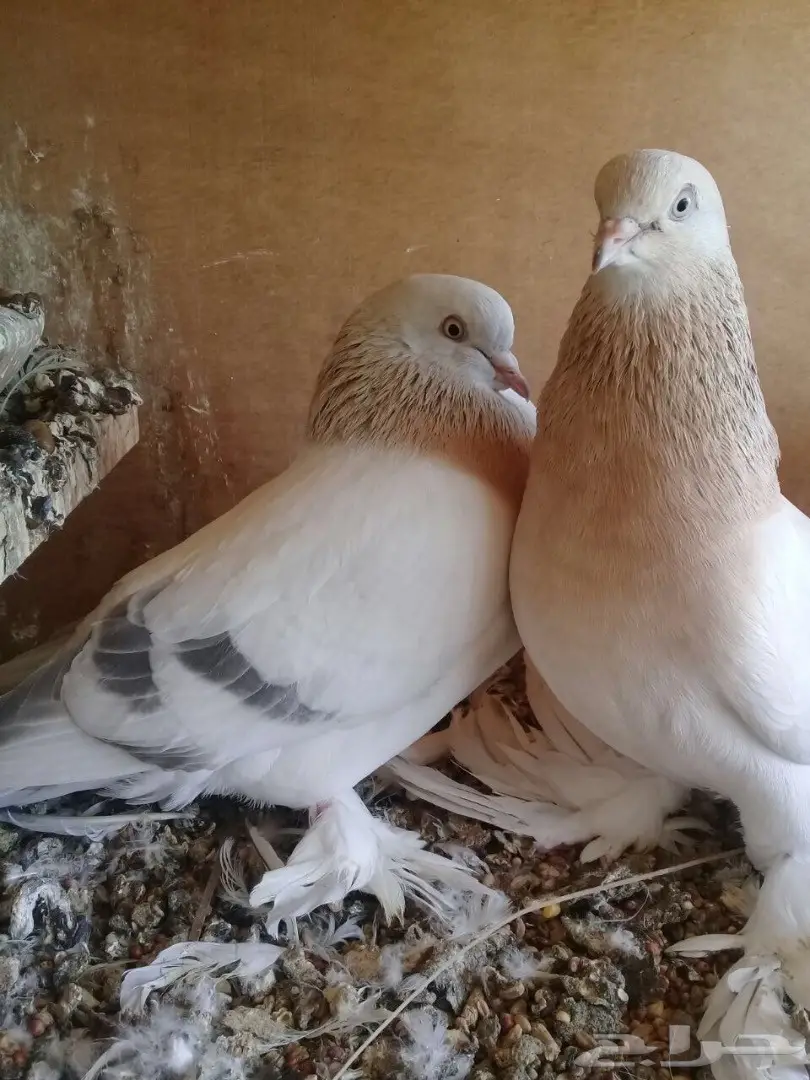 حمام تركي  (image 1)