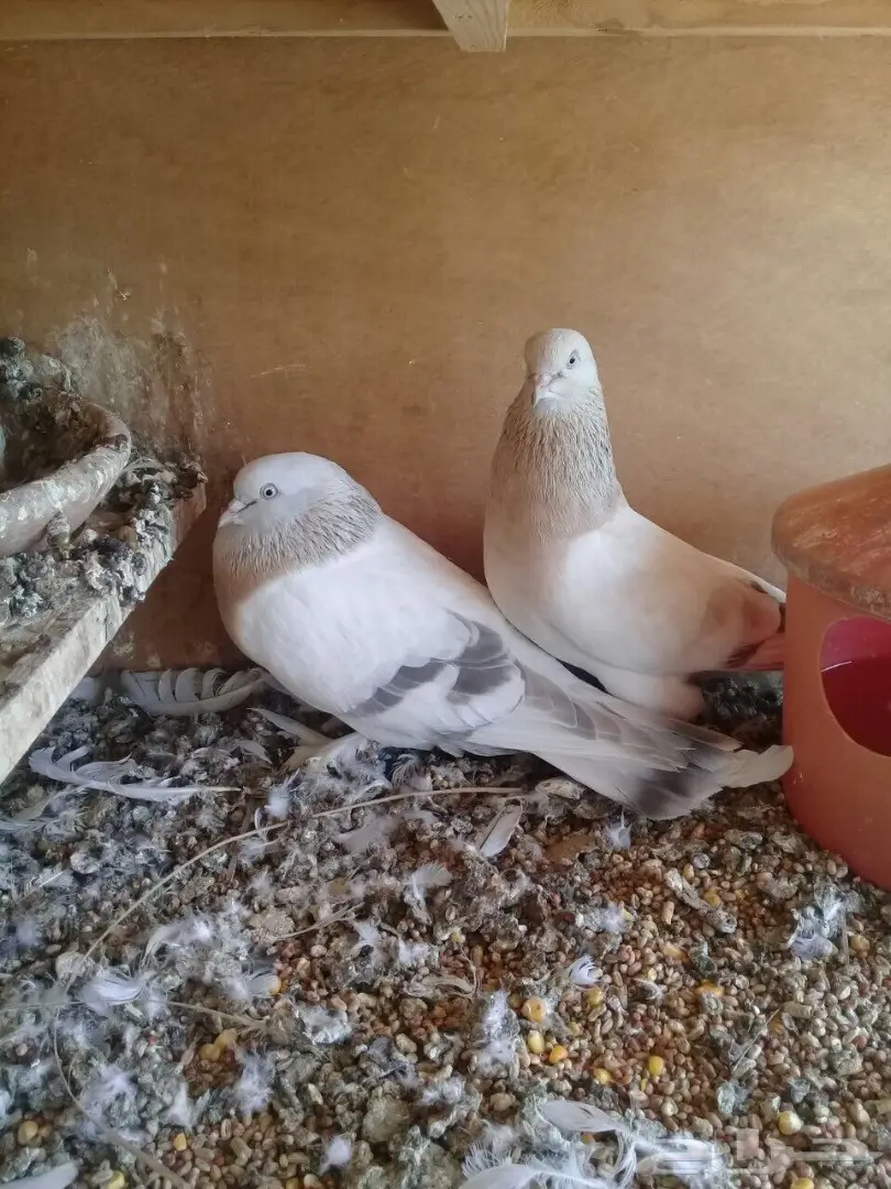 حمام تركي  (image 2)