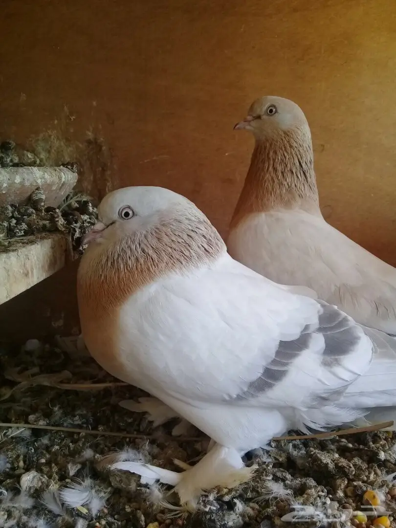 حمام تركي  (image 3)