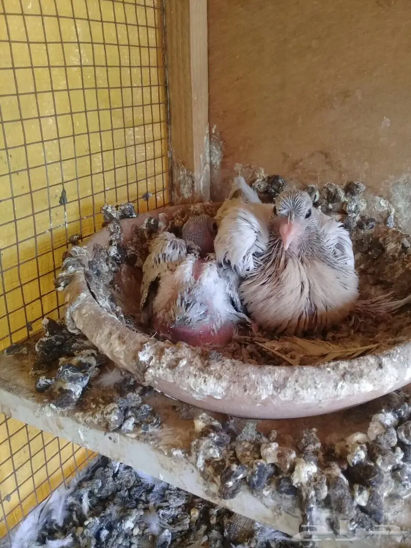 حمام تركي  (image 4)