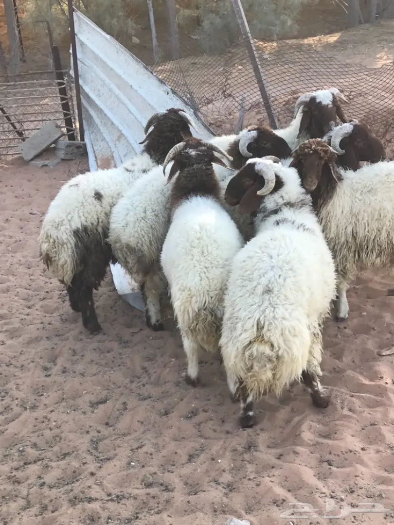 طليان نعيم جذعان