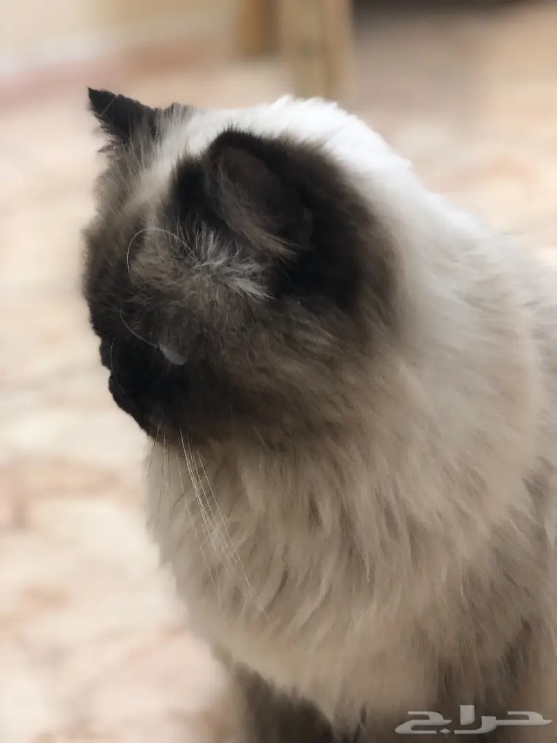 قطه هملايا للبيع