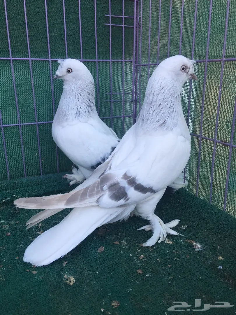 جوز تركي ثلجي