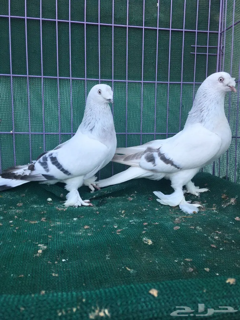 جوز تركي ثلجي (image 1)