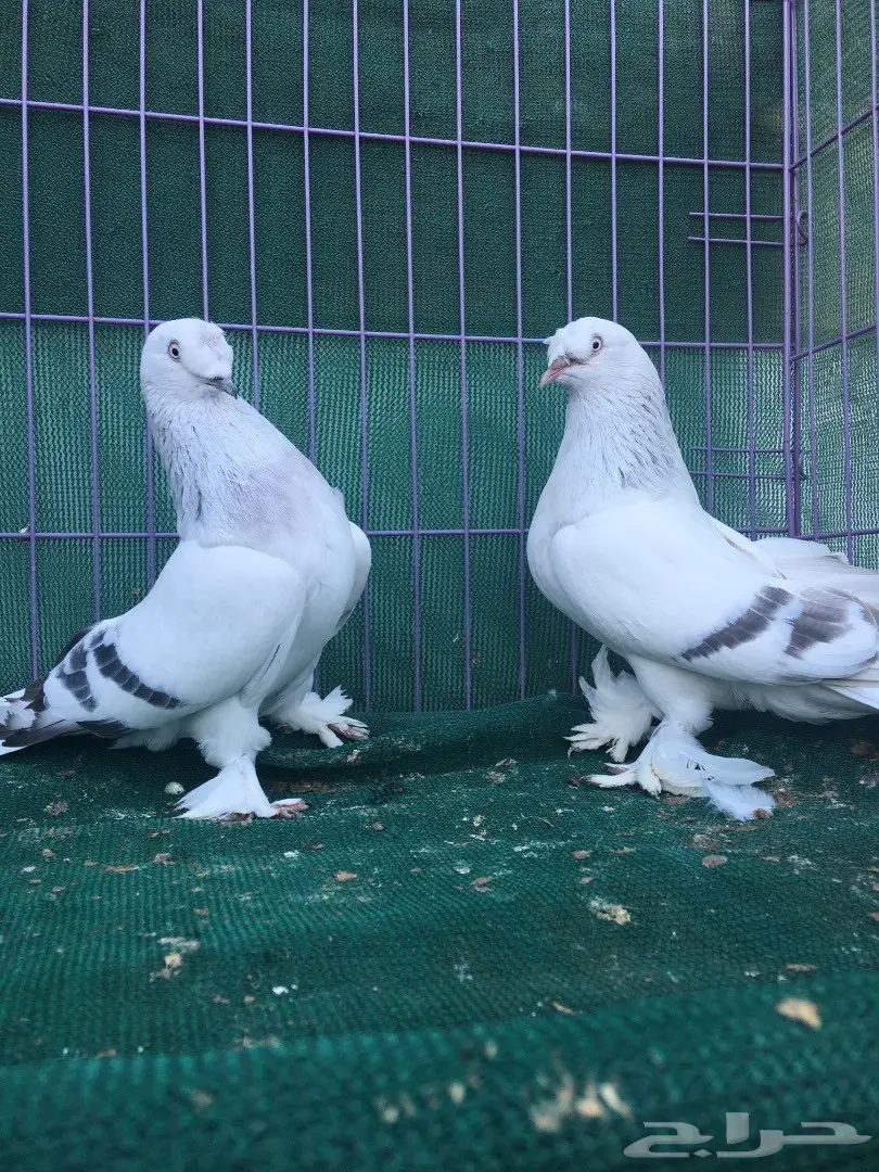 جوز تركي ثلجي (image 2)