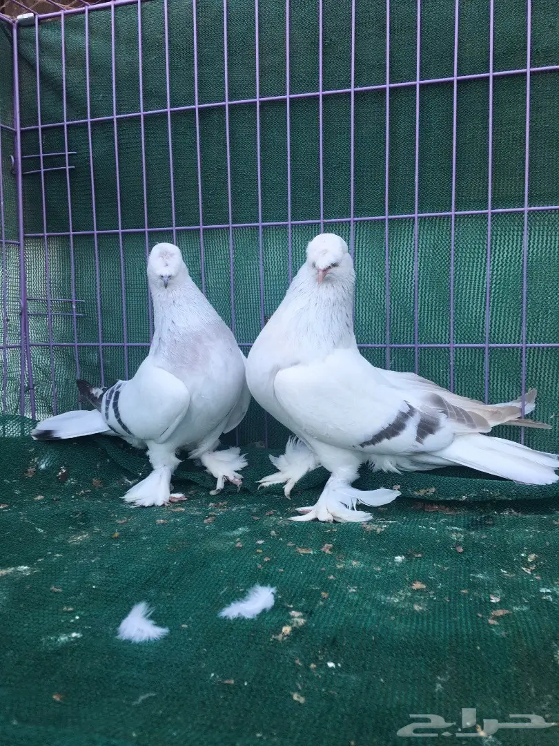 جوز تركي ثلجي (image 3)