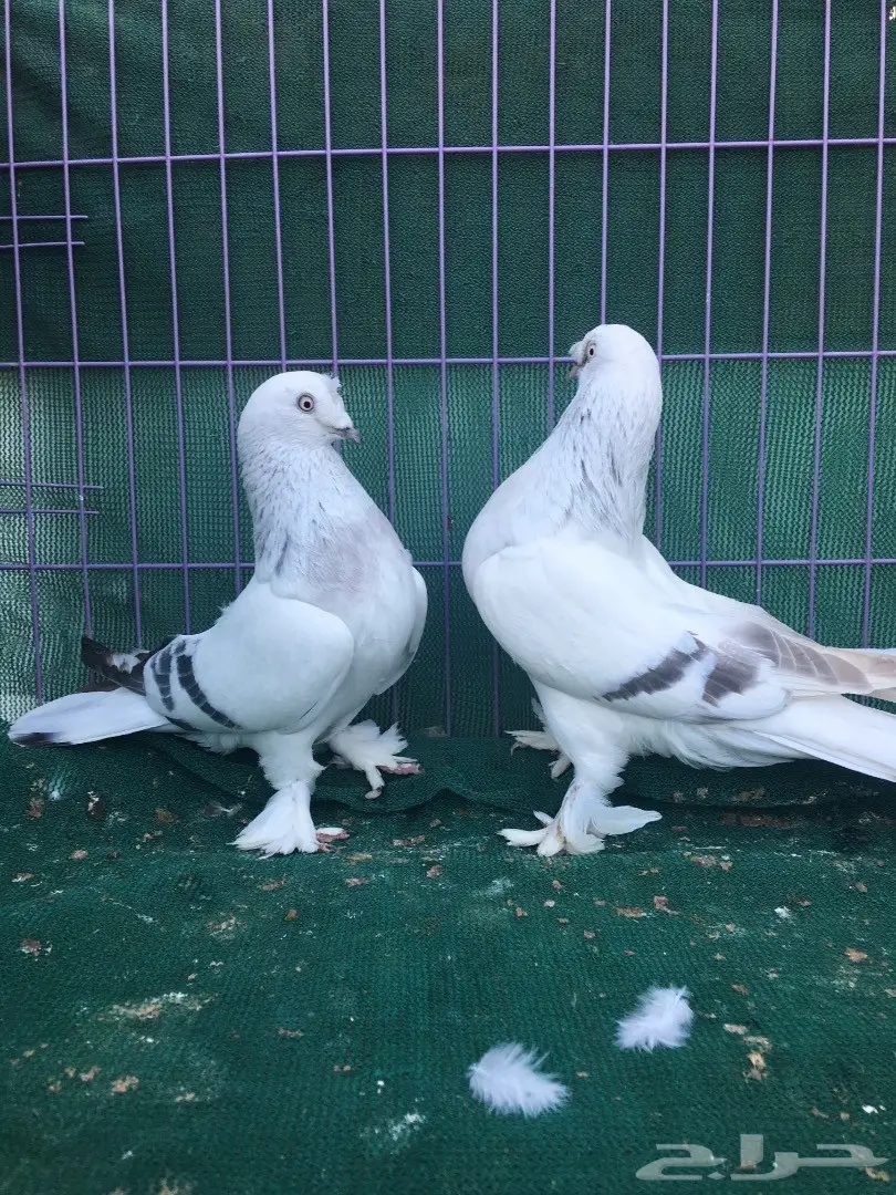 جوز تركي ثلجي (image 4)