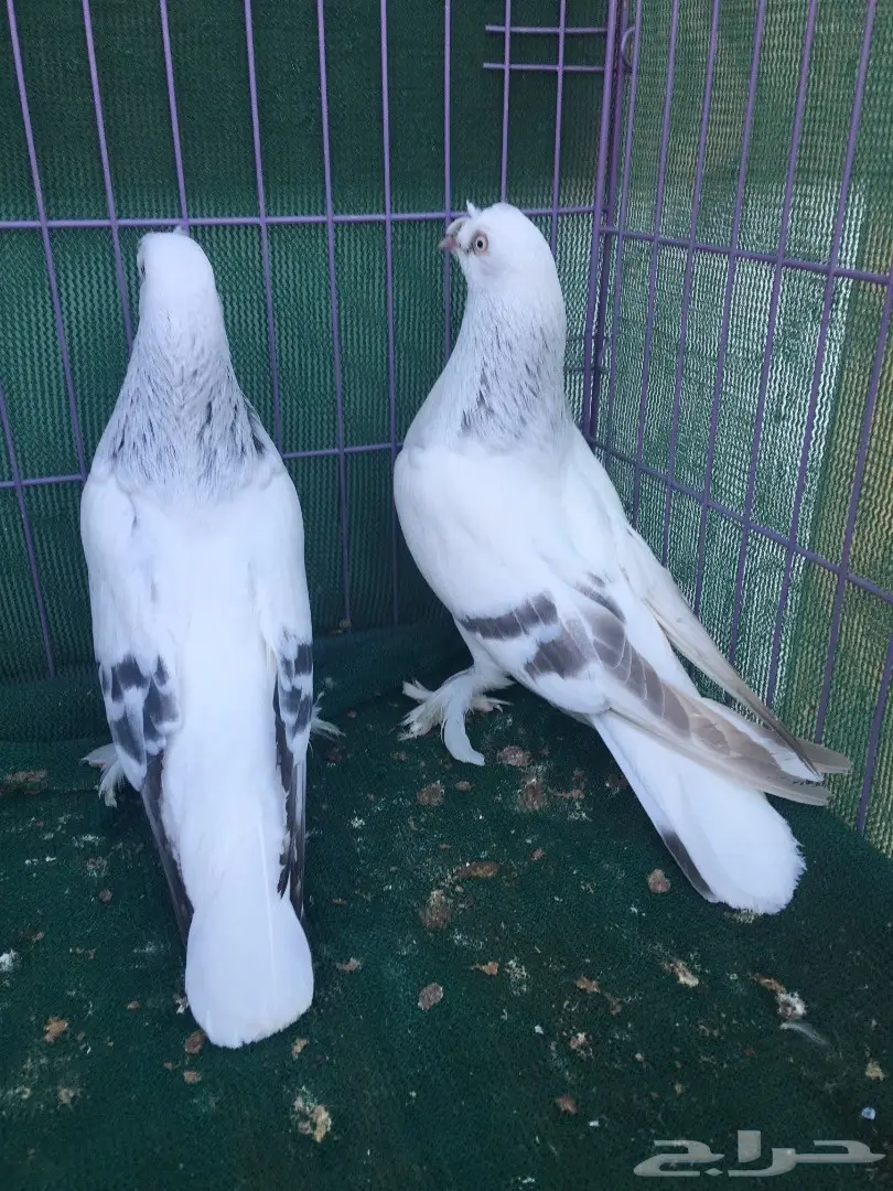 جوز تركي ثلجي (image 6)