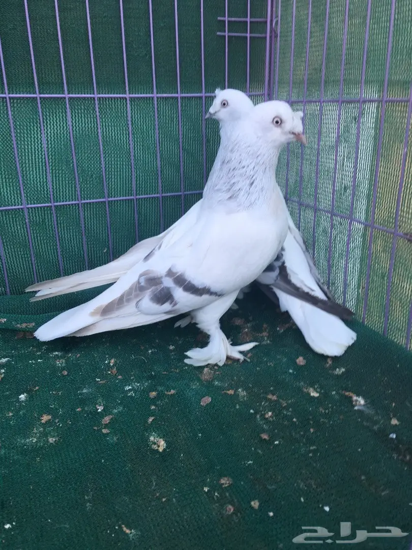 جوز تركي ثلجي (image 8)