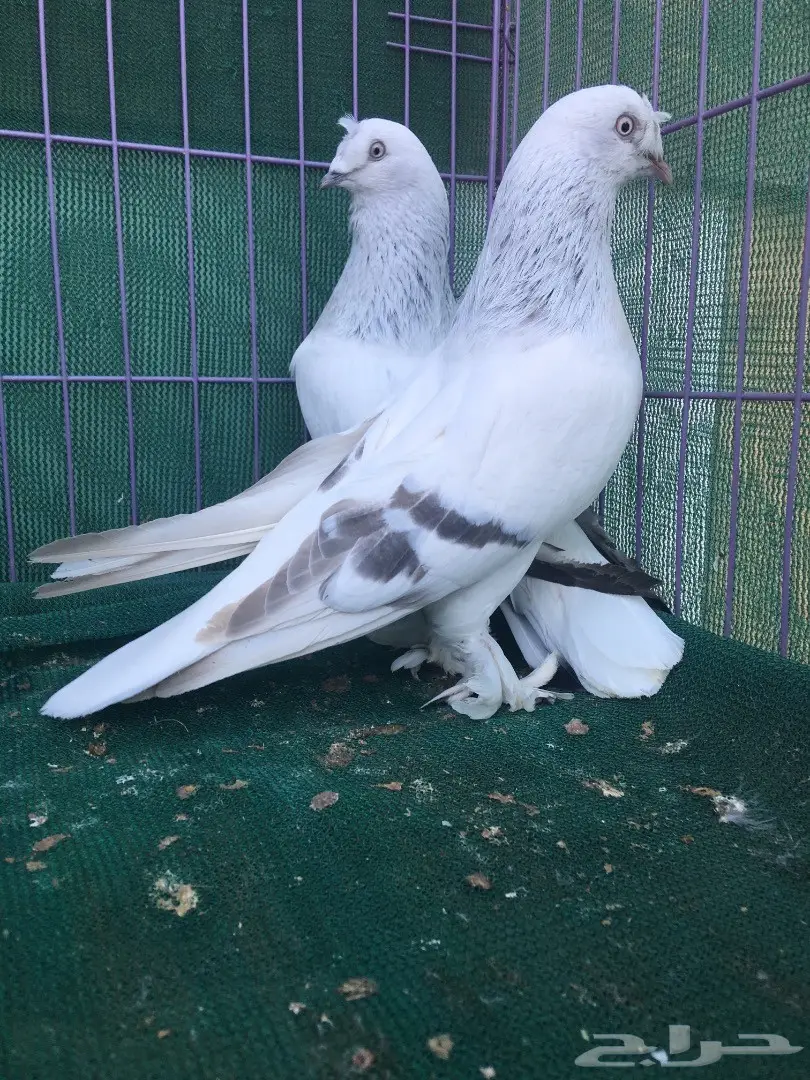 جوز تركي ثلجي (image 9)