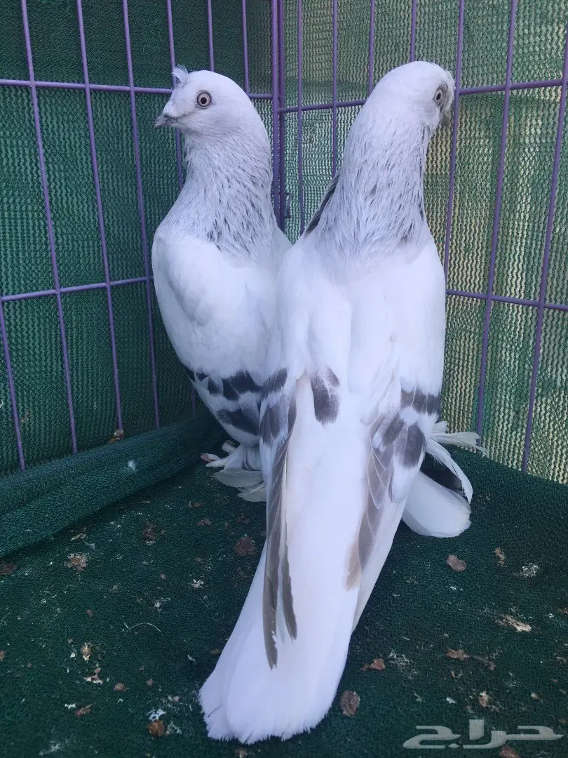 جوز تركي ثلجي (image 10)