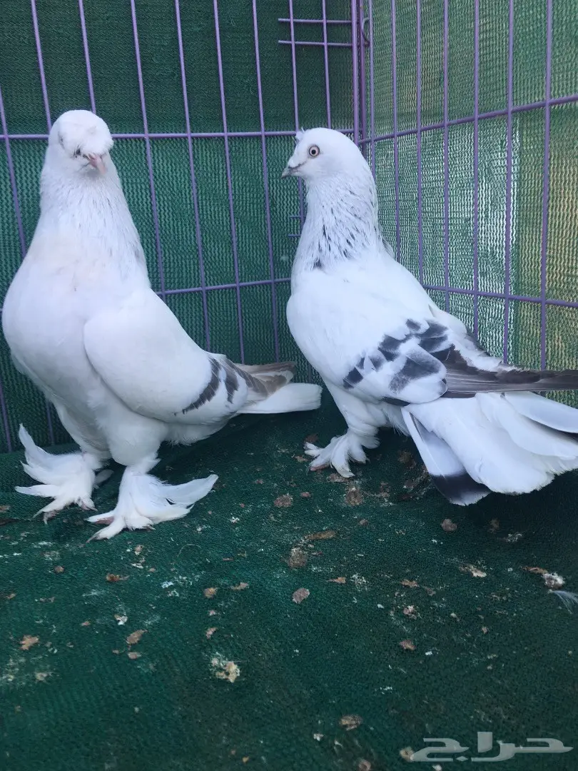 جوز تركي ثلجي (image 11)