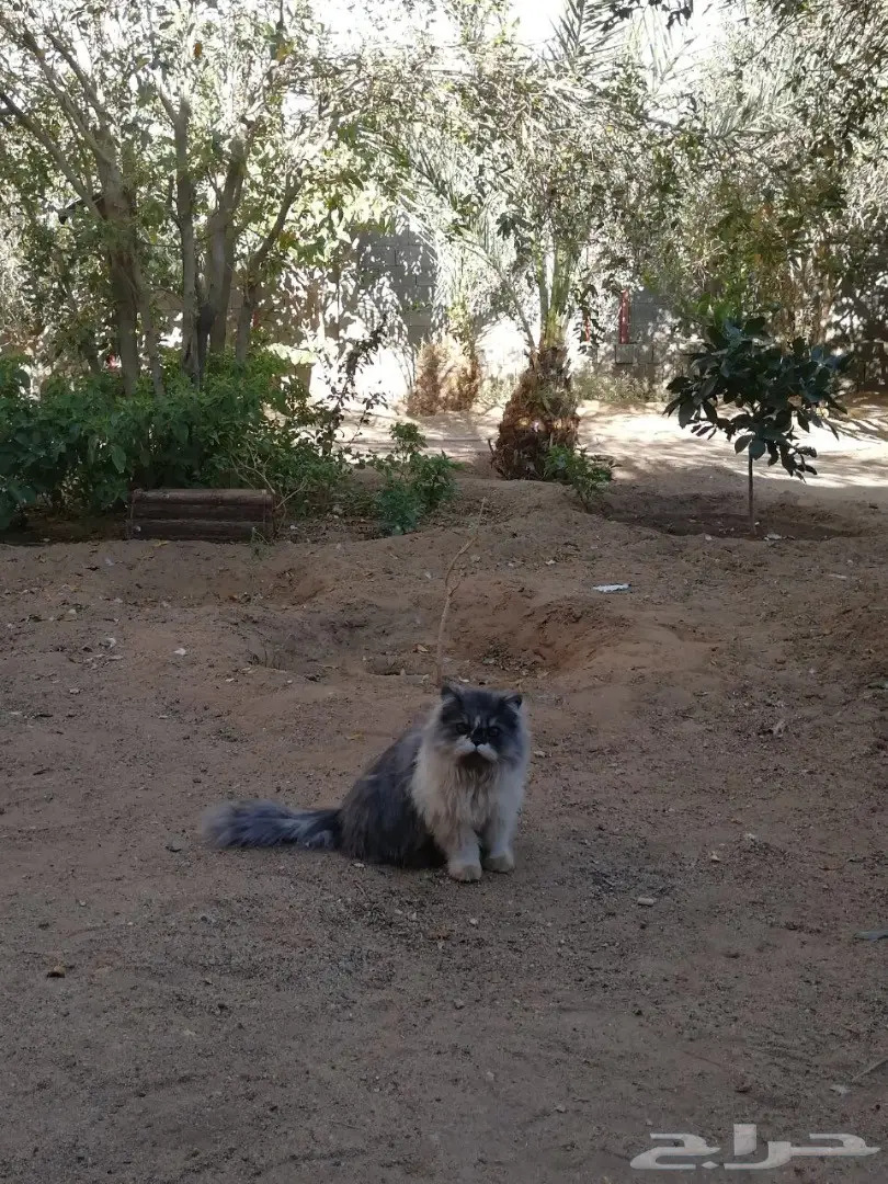 قطه ذكر وانثى للبيع  (image 7)