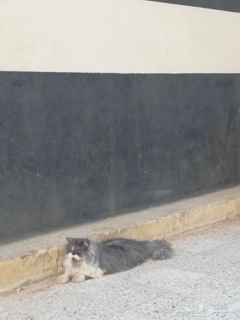 قطه ذكر وانثى للبيع  (image 8)