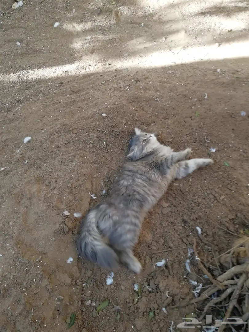 قطه ذكر وانثى للبيع  (image 9)