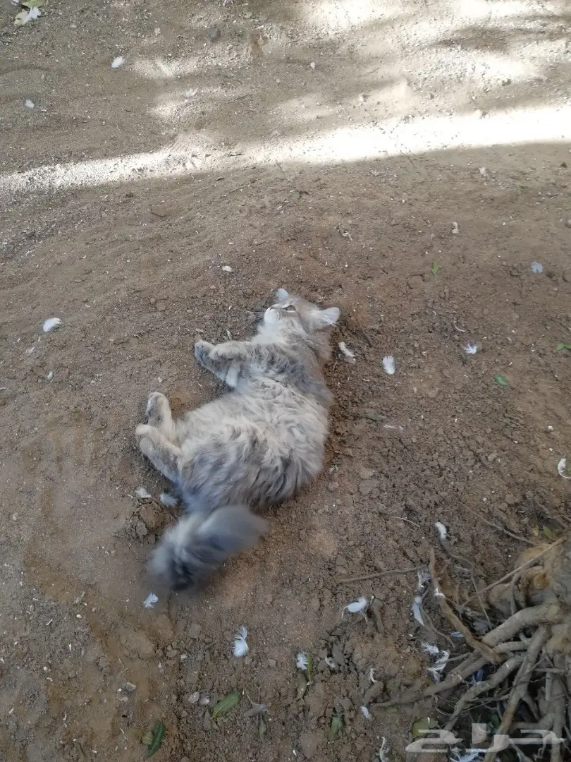 قطه ذكر وانثى للبيع  (image 10)