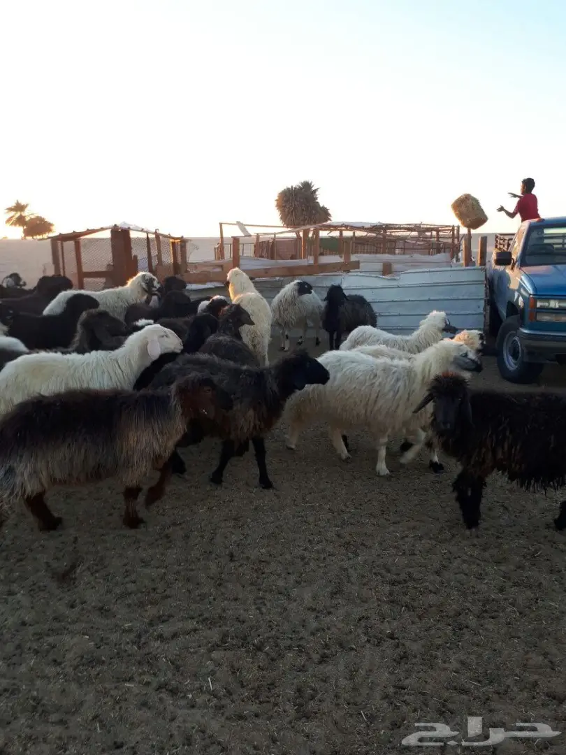 غنم عرب (image 1)