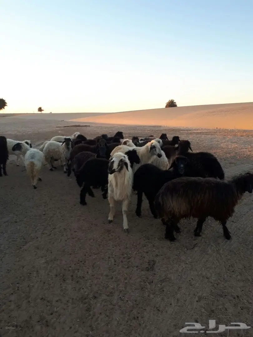 غنم عرب (image 4)