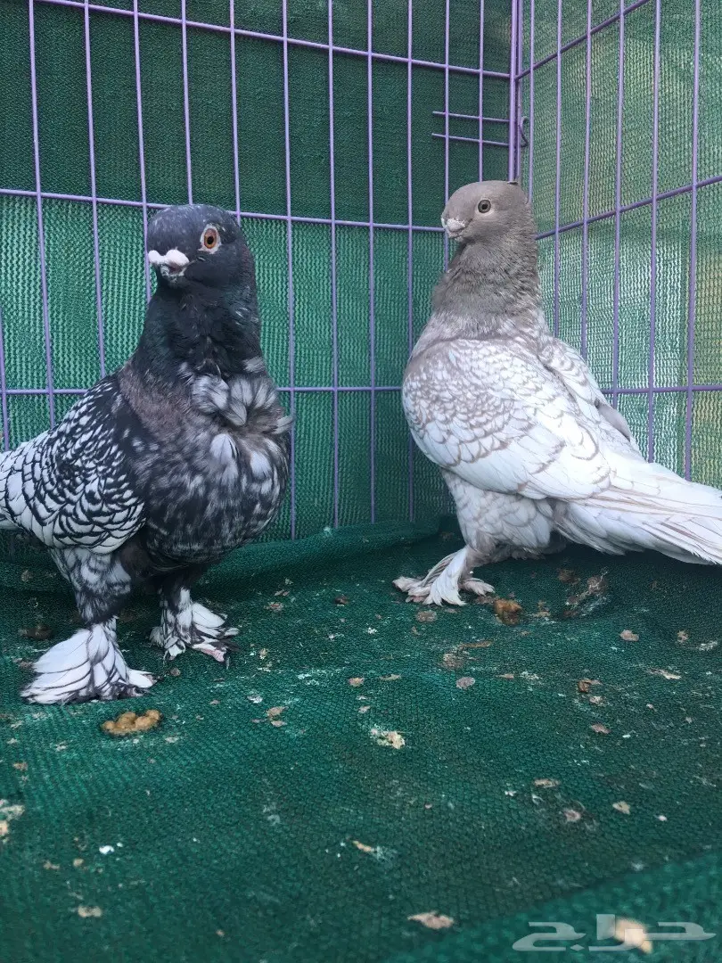 جوز فراشه (image 1)